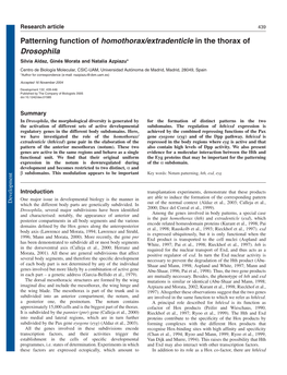 Patterning Function of Homothorax/Extradenticle in the Thorax of Drosophila