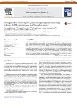 Neuroprotection Elicited by P2Y13 Receptors Against Genotoxic Stress by Inducing DUSP2 Expression and MAPK Signaling Recovery