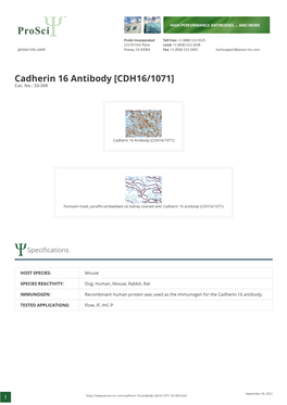 Cadherin 16 Antibody [CDH16/1071] Cat