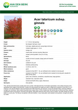 Acer Tataricum Subsp. Ginnala