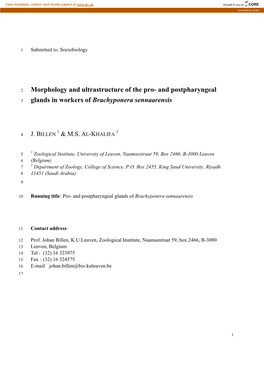 And Postpharyngeal Glands in Workers of Brachyponera Sennaarensis