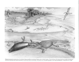 THE ESTUARINE CROCODILE GAVIALOSUCHUS CAROLINENSIS N.Sp. (CROCODYLIA: EUSUCHIA) from the LATE OLIGOCENE of SOUTH CAROLINA, NORTH AMERICA