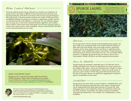 Spurge Laurel