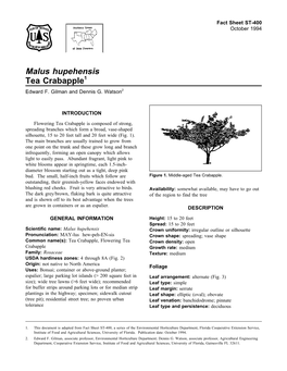 Malus Hupehensis Tea Crabapple1 Edward F