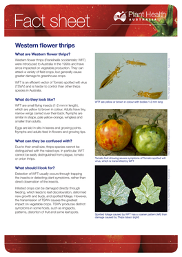 Western Flower Thrips