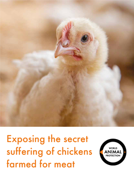 Exposing the Secret Suffering of Chickens Farmed for Meat Contents