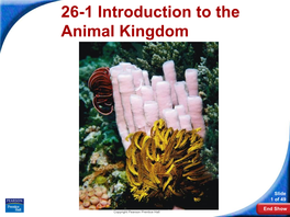 26-1 Introduction to the Animal Kingdom