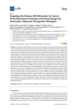 Targeting the Human 80S Ribosome in Cancer: from Structure to Function and Drug Design for Innovative Adjuvant Therapeutic Strategies