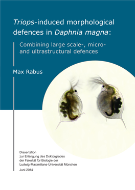 Triops-Induced Morphological Defences in Daphnia Magna