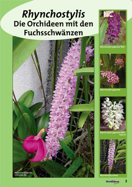 Oz78 03-09 Rhynchostylis