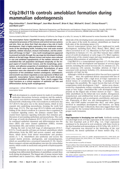 Ctip2/Bcl11b Controls Ameloblast Formation During Mammalian Odontogenesis