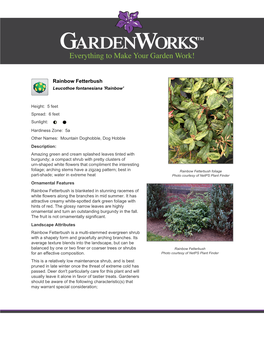 Gardenworks Rainbow Fetterbush