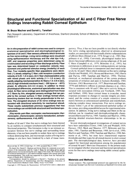 Structural and Functional Specialization of A6 and C Fiber Free Nerve Endings Innervating Rabbit Cornea1 Epithelium