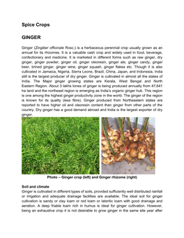 Spice Crops GINGER