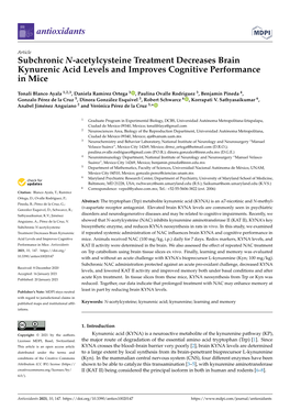 Subchronic N-Acetylcysteine Treatment Decreases Brain Kynurenic Acid Levels and Improves Cognitive Performance in Mice