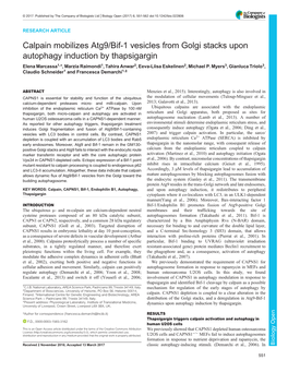 Calpain Mobilizes Atg9/Bif-1 Vesicles from Golgi Stacks Upon Autophagy