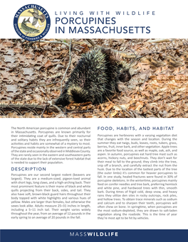 Porcupines in Massachusetts