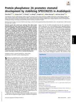 Protein Phosphatase 2A Promotes Stomatal Development by Stabilizing SPEECHLESS in Arabidopsis