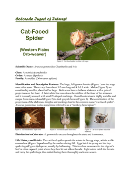 Cat-Faced Spider