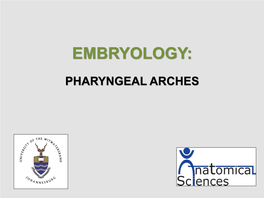 This Diagram Shows the Development of Pharyngeal Arches