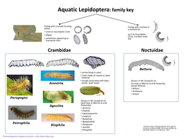Aquatic Lepidoptera: Family Key