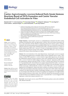 Canine Angiostrongylus Vasorum-Induced Early Innate Immune Reactions Based on Nets Formation and Canine Vascular Endothelial Cell Activation in Vitro