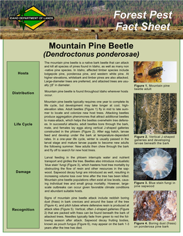 Forest Pest Fact Sheet