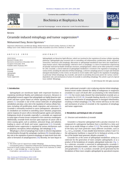 Ceramide Induced Mitophagy and Tumor Suppression☆