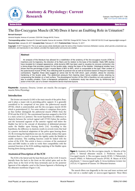 The Ilio-Coccygeus Muscle