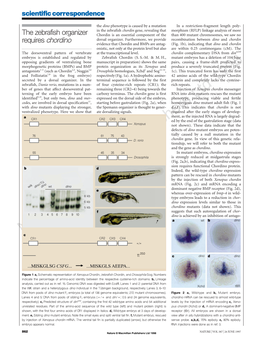 The Zebrafish Organizer Requires Chordino