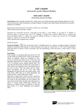 Lady's Mantle Alchemilla Mollis