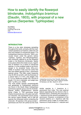 How to Easily Identify the Flowerpot Blindsnake, Indotyphlops Braminus (Daudin, 1803), with Proposal of a New Genus (Serpentes: Typhlopidae)