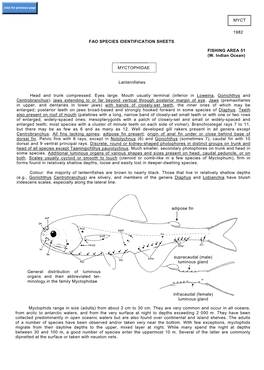 MYCTOPHIDAE Lanternfishes Head and Trunk Compresse