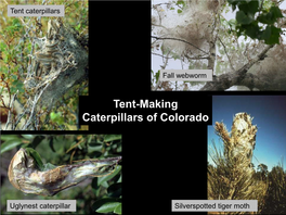 Tent Caterpillars (Malacosoma Species) of Colorado