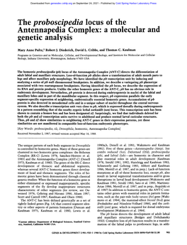 The Proboscipedia Locus of the Antennapedia Complex: a Molecular and Genetic Analysis