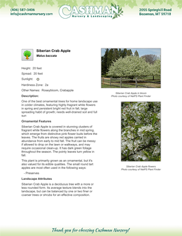 Cashman Nursery Siberian Crab Apple