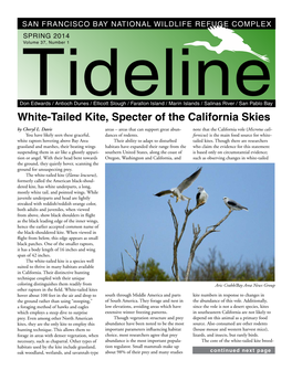 White-Tailed Kite, Specter of the California Skies by Cheryl L