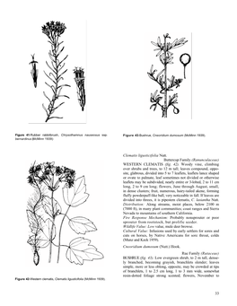 Common Shrubs of Chaparral and Associated Ecosystems of Southern California