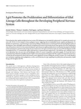 Lgi4 Promotes the Proliferation and Differentiation of Glial Lineage Cells Throughout the Developing Peripheral Nervous System