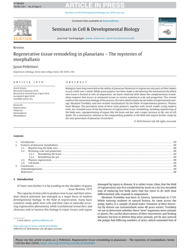 Regenerative Tissue Remodeling in Planarians – the Mysteries of Morphallaxis