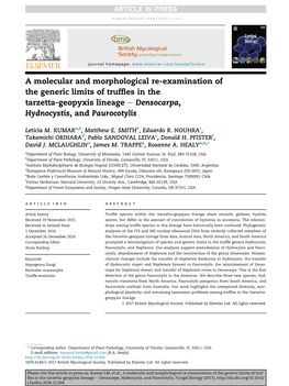A Molecular and Morphological Re-Examination of the Generic Limits of Trufﬂes in the Tarzetta-Geopyxis Lineage E Densocarpa, Hydnocystis, and Paurocotylis