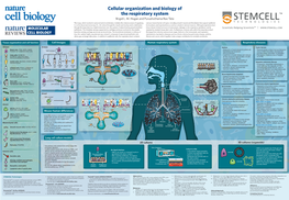 Cellular Organization and Biology of the Respiratory System Brigid L