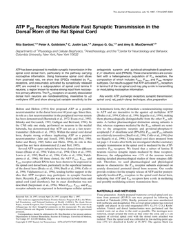 ATP P2X Receptors Mediate Fast Synaptic Transmission in the Dorsal Horn of the Rat Spinal Cord