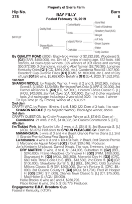 BAY FILLY Barn 6 Hip No