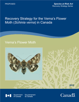 Verna's Flower Moth (Schinia Verna) in Alberta