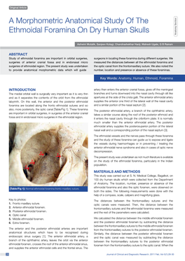 A Morphometric Anatomical Study of the Ethmoidal Foramina on Dry Human Skulls Anatomy Section