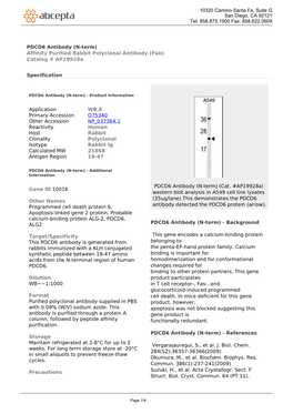 PDCD6 Antibody (N-Term) Affinity Purified Rabbit Polyclonal Antibody (Pab) Catalog # Ap19928a