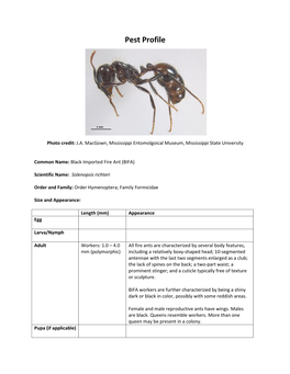 Black Imported Fire Ant (BIFA)