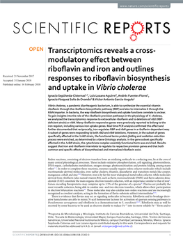 Modulatory Effect Between Riboflavin and Iron and Outlines Responses To