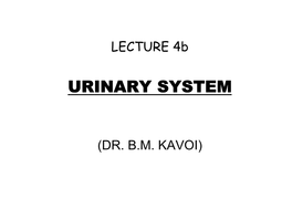 HISTOLOGY of URINARY ORGANS 1. Kidney